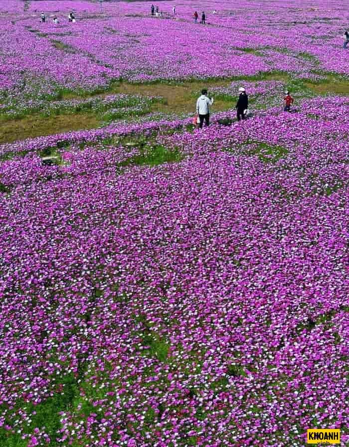 cánh đồng hoa thạch thảo
