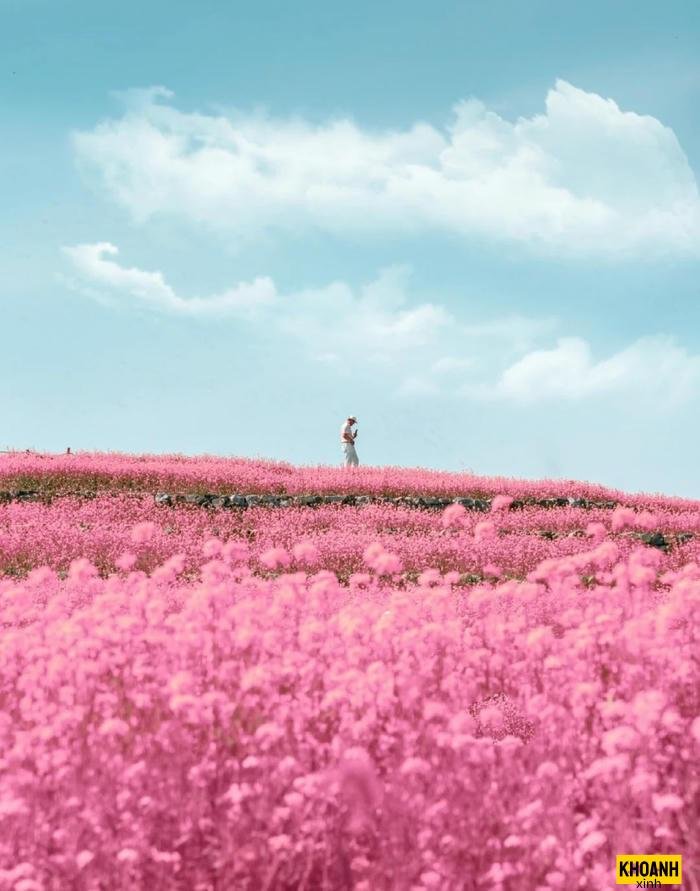 cánh đồng hoa thơ mộng