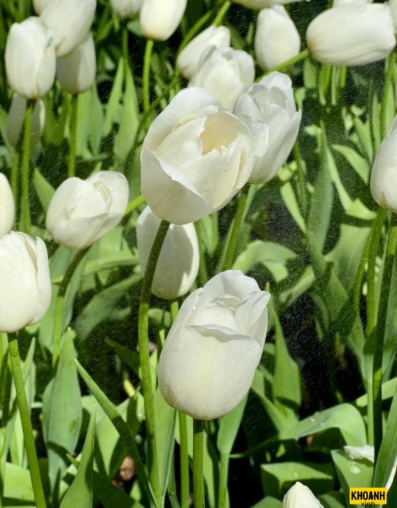 canh dong hoa tulip dep
