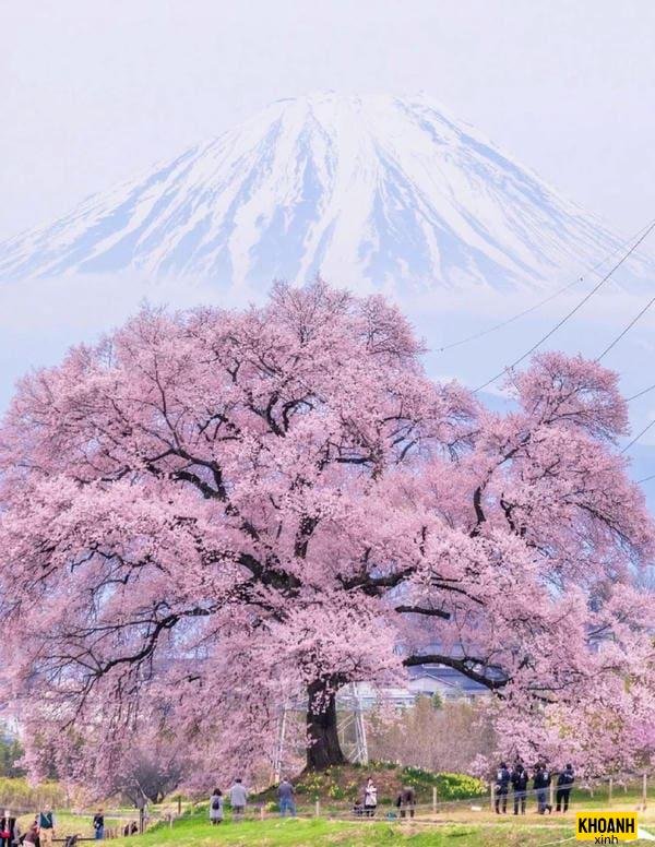 canh hoa anh dao roi