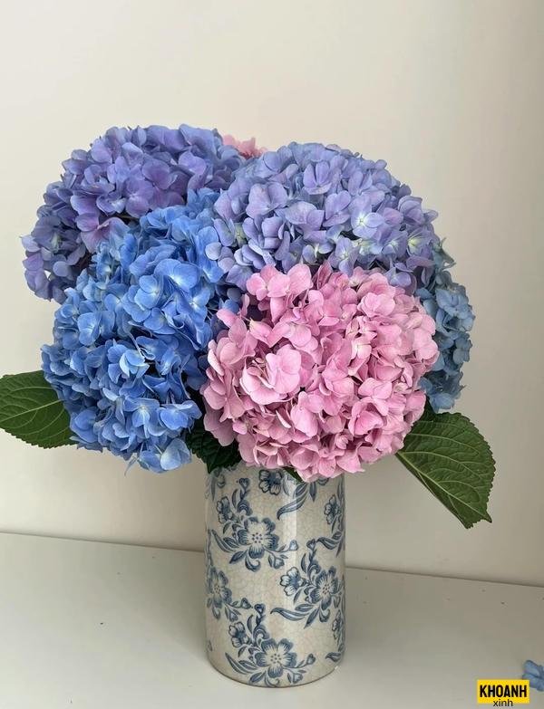 cánh hoa tú cầu nét