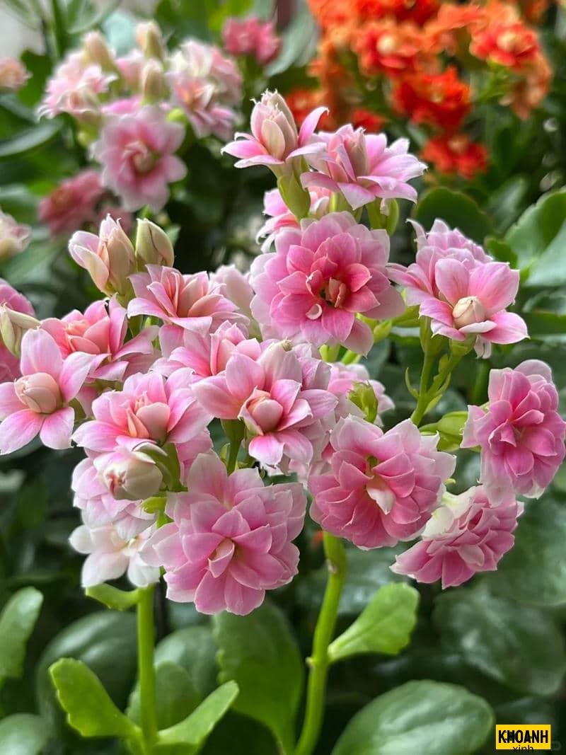 cánh hoa tự nhiên mềm