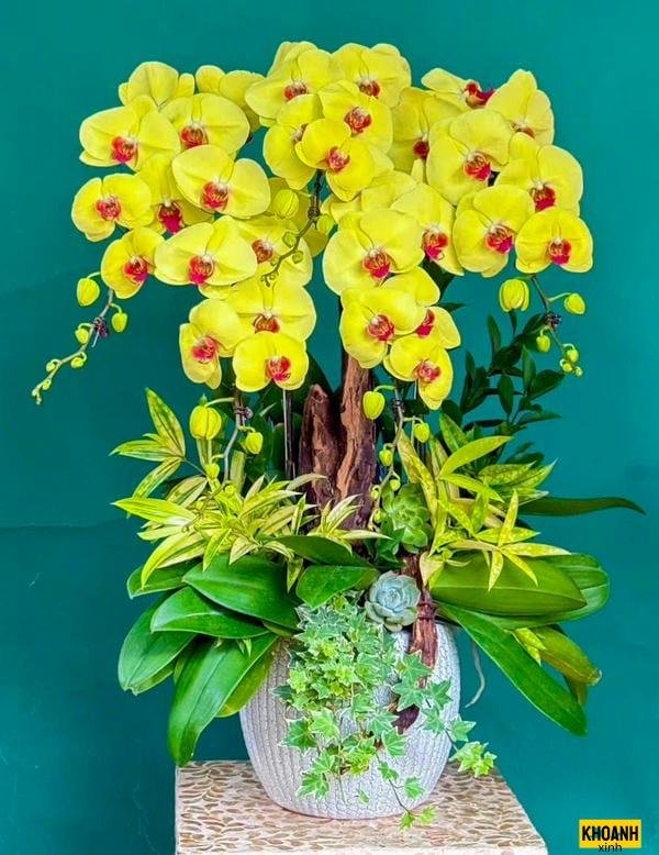 chau hoa lan sang trong