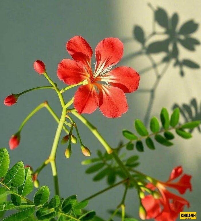 chum phuong vi do tham