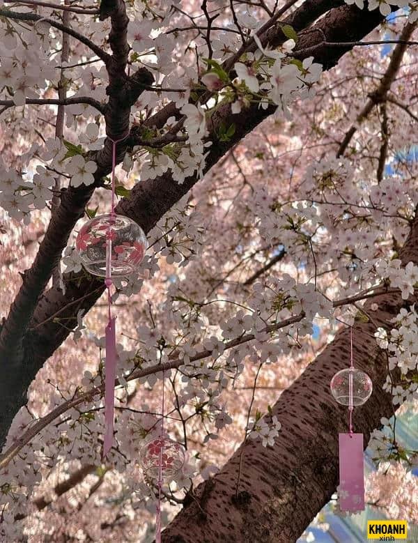 doa anh dao nhat ban