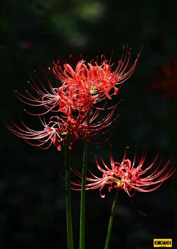 đóa bỉ ngạn buồn sầu