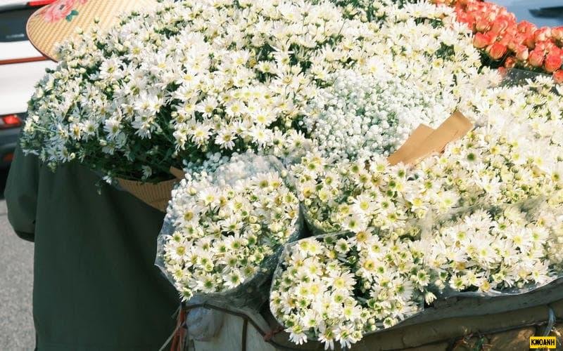 đóa cúc họa mi trắng