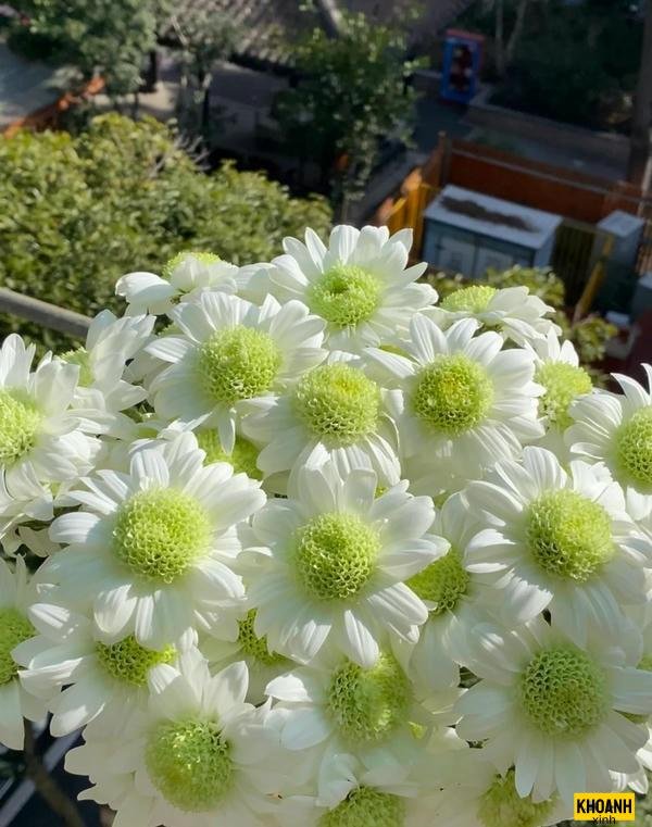 đóa cúc trắng ban mai