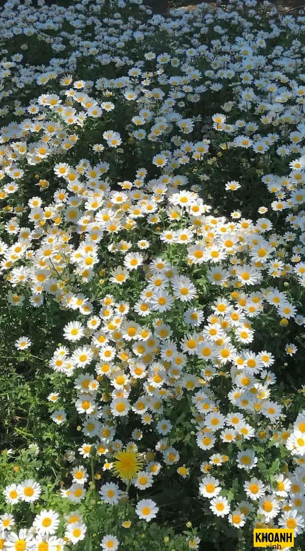 đóa cúc trắng nghệ thuật