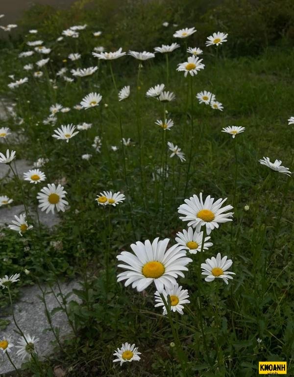 đóa cúc trắng nhụy vàng