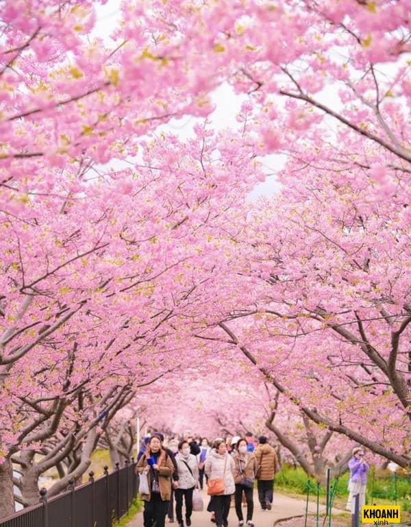 đóa hoa anh đào nét