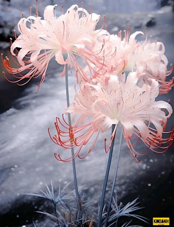 doa hoa bi ngan co don