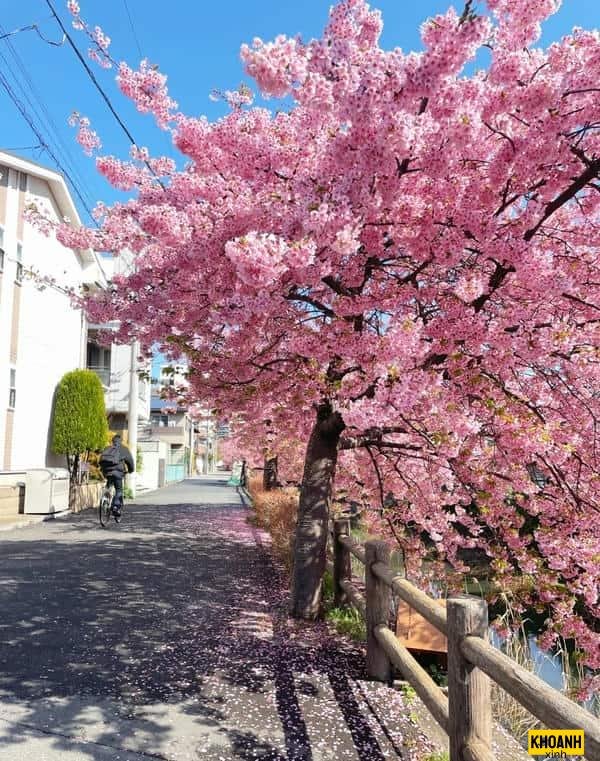 đóa hoa đào hồng thắm