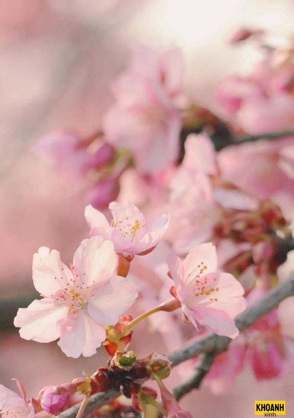 đóa hoa đào thanh khiết