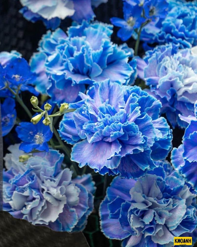 doa hoa duoi nang mai