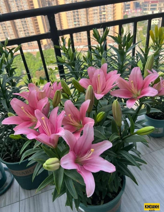 đóa hoa ly đỏ thắm