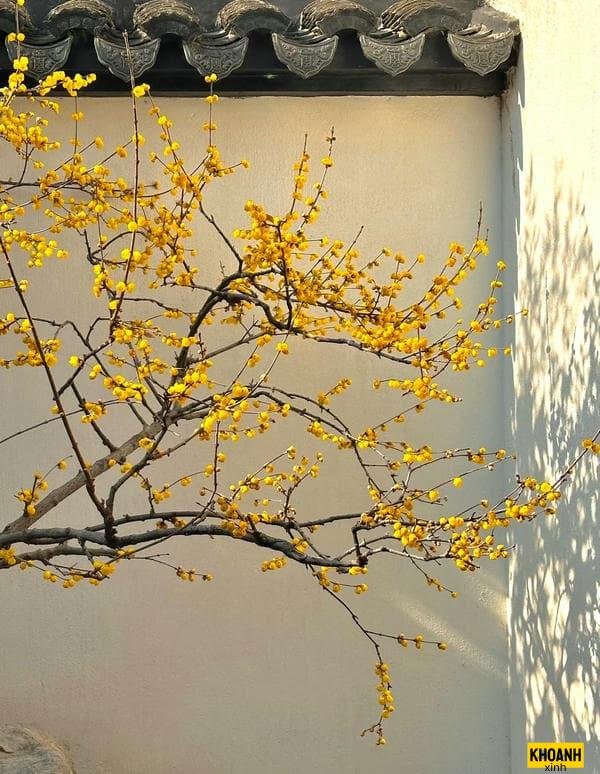 doa hoa mai nam canh