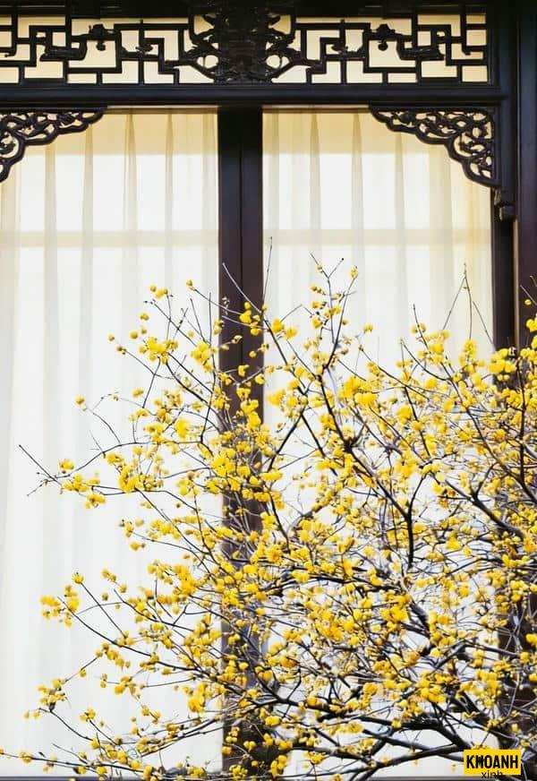 đóa hoa mai tuyệt đẹp