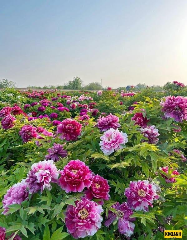 đóa hoa mẫu đơn nét