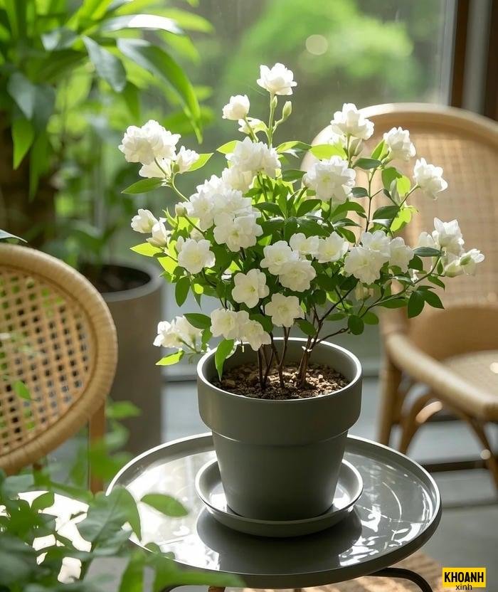 đóa hoa nhài thơm ngát