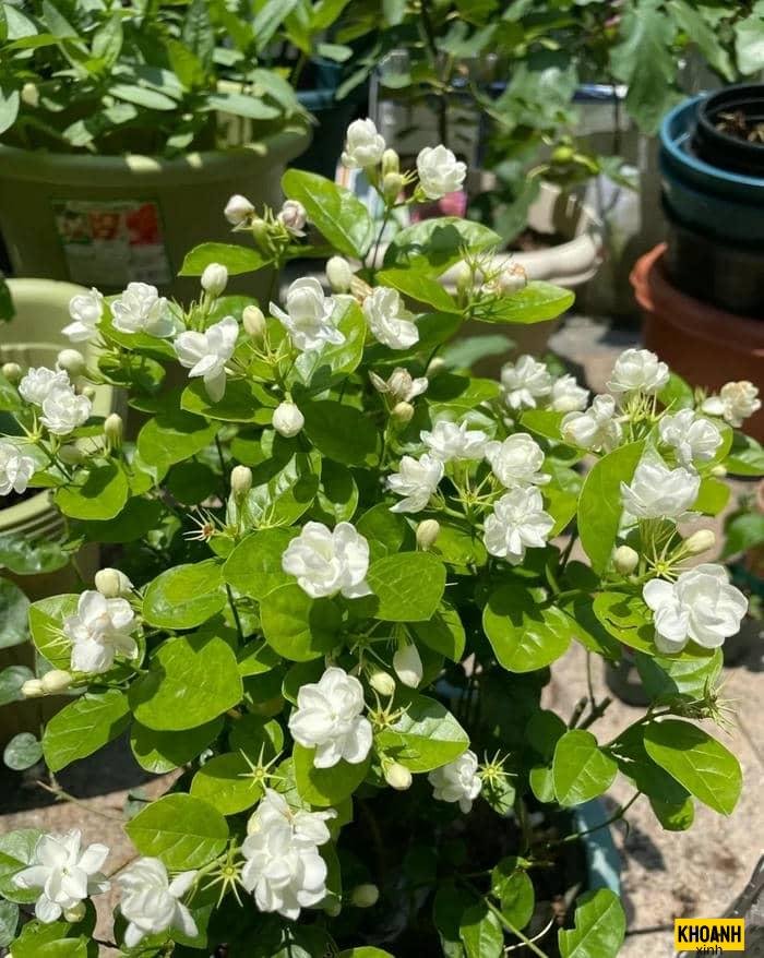 đóa hoa nhài tươi thắm