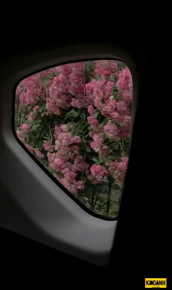 doa hoa no muon buon