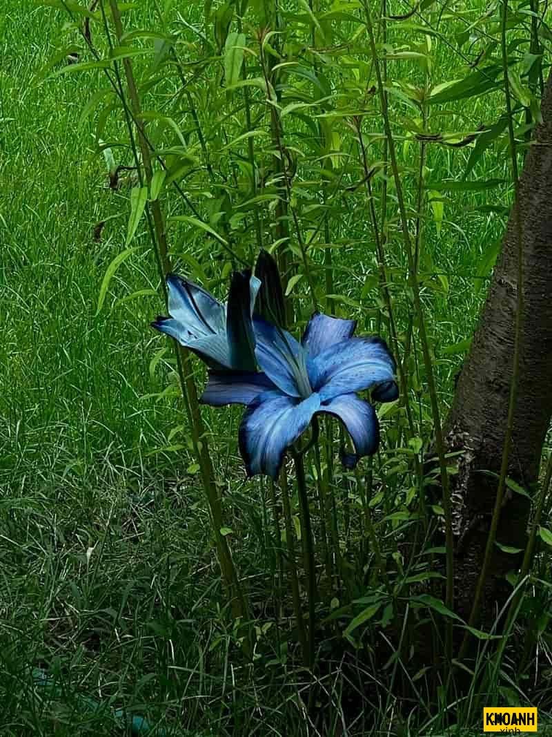 đóa hoa rừng xanh ngát