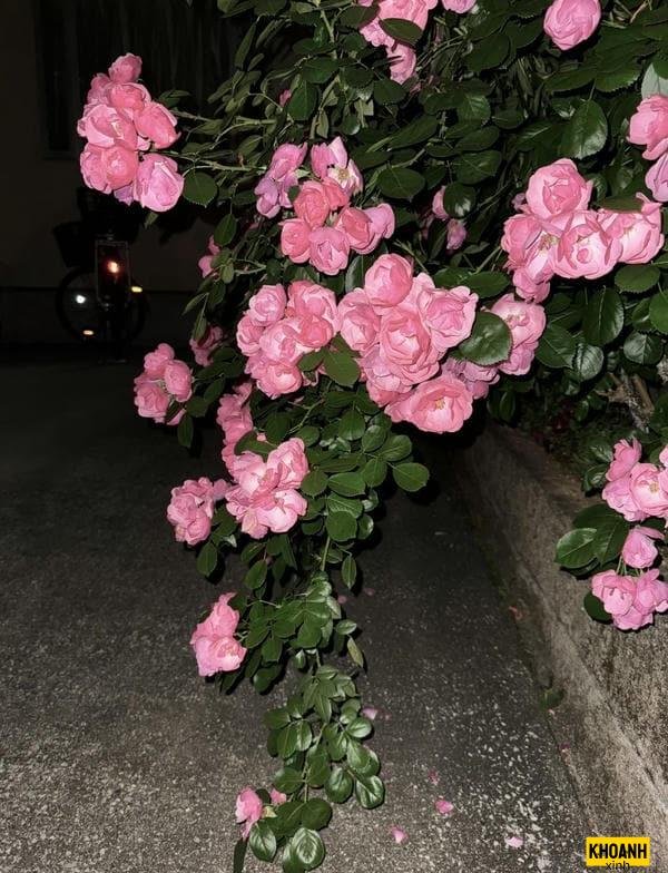 đóa hoa tàn ưu tư