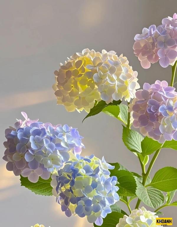 đóa hoa tú cầu hd