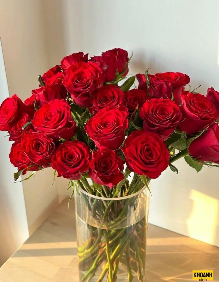 đóa hồng đỏ đầy gai