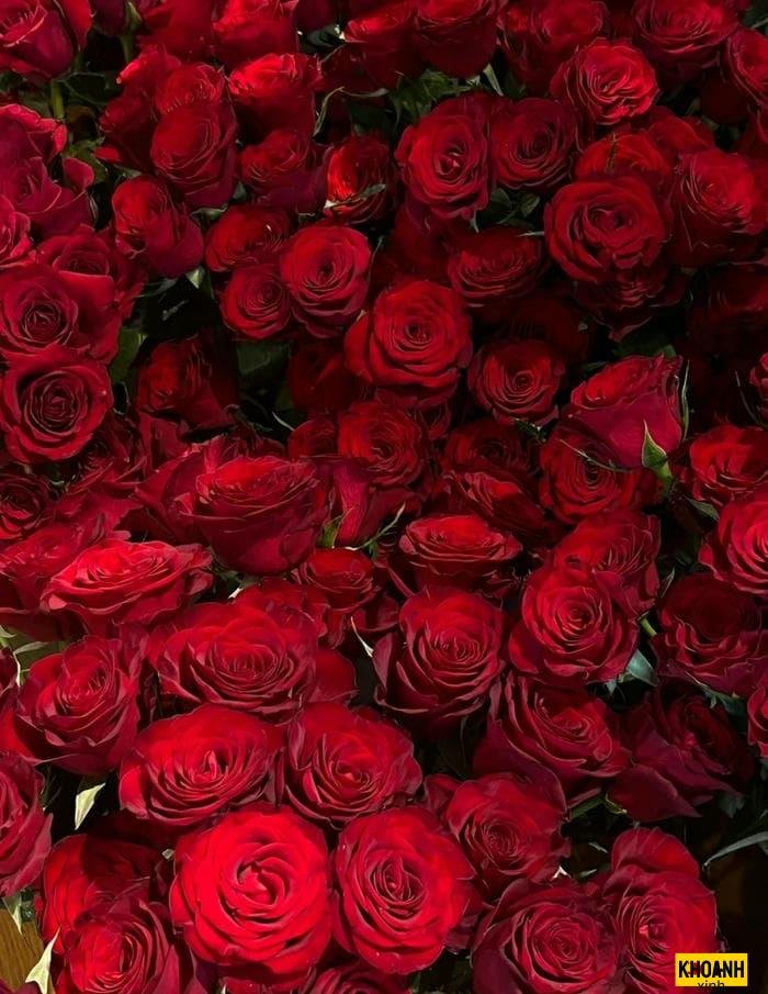 đóa hồng đỏ đầy quyến rũ