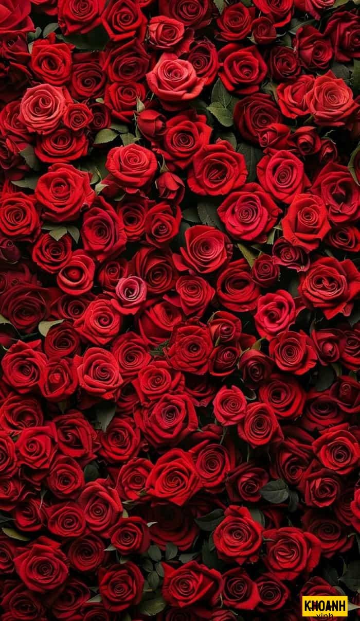 doa hong do duoi nang