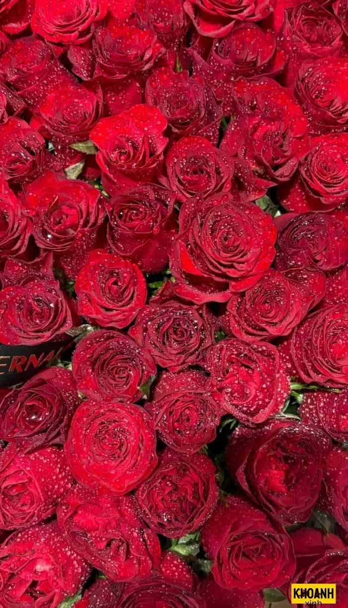 đóa hồng đỏ dưới nắng