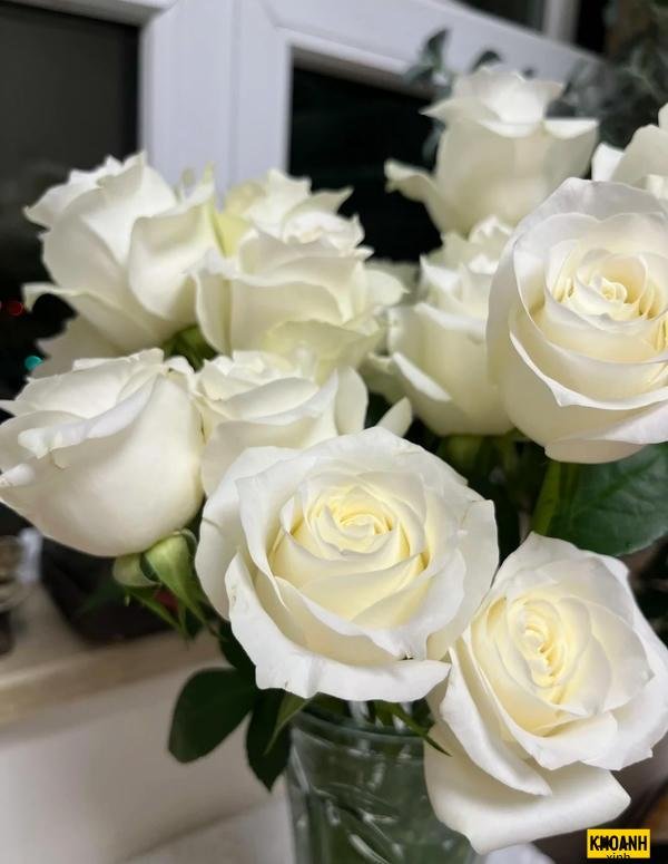 đóa hồng trắng ban mai