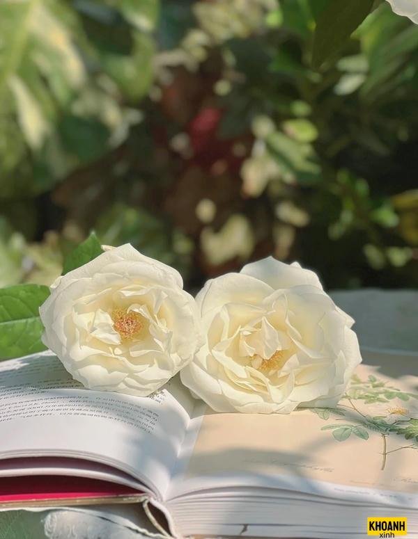 đóa hồng trắng đọng sương