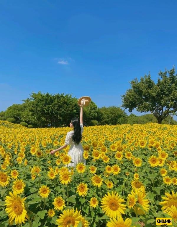 đóa hướng dương ban mai