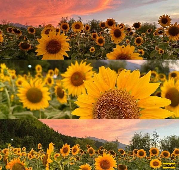 doa huong duong no ro