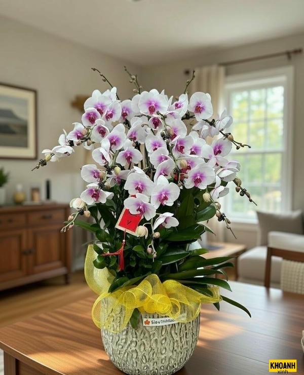 đóa lan hồ điệp đẹp