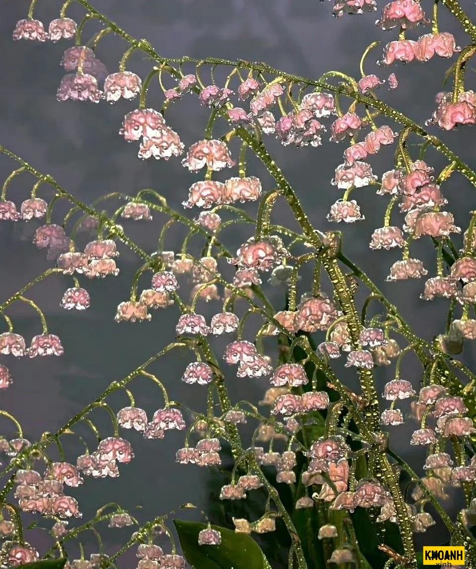 đóa linh lan ban mai