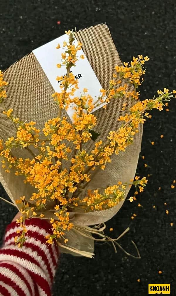 đóa nguyệt quế trắng muốt