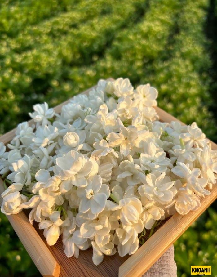 đóa nhài thơm dịu nhẹ