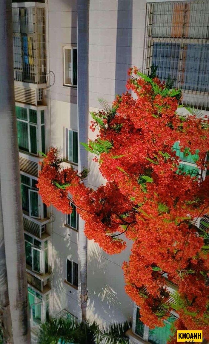 đóa phượng đỏ thắm nét