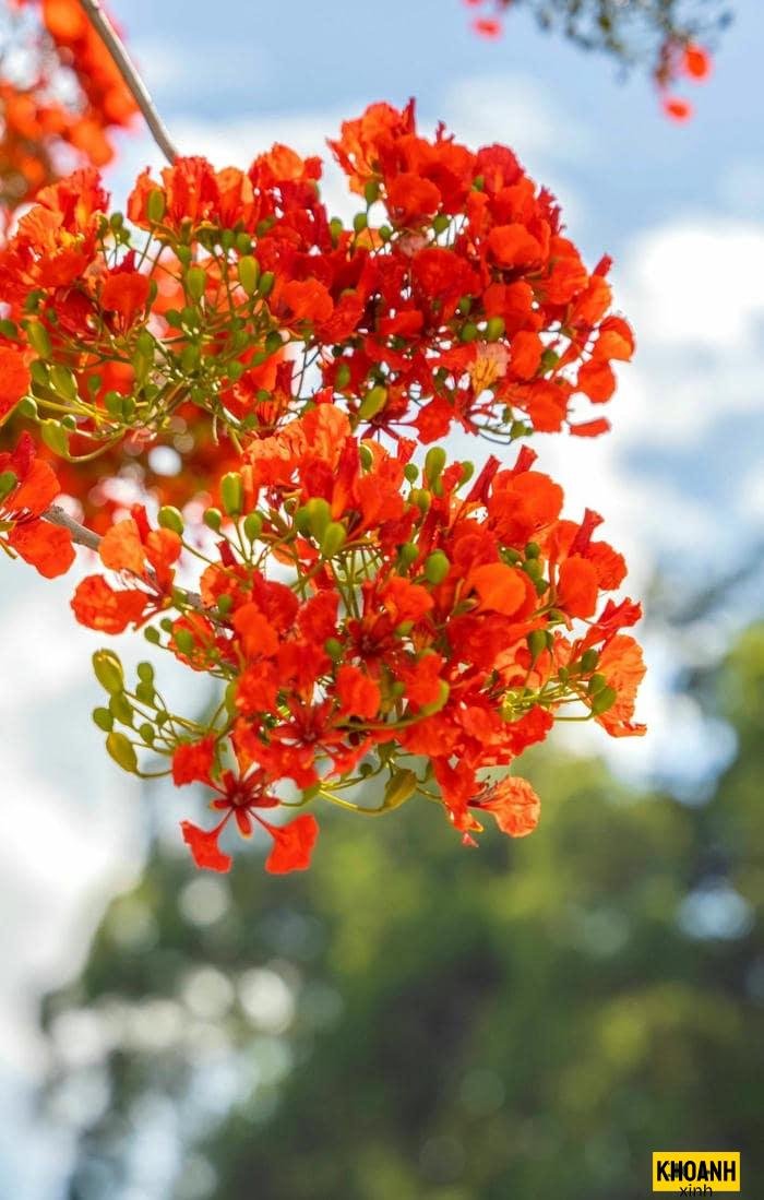 đóa phượng vĩ đại đóa