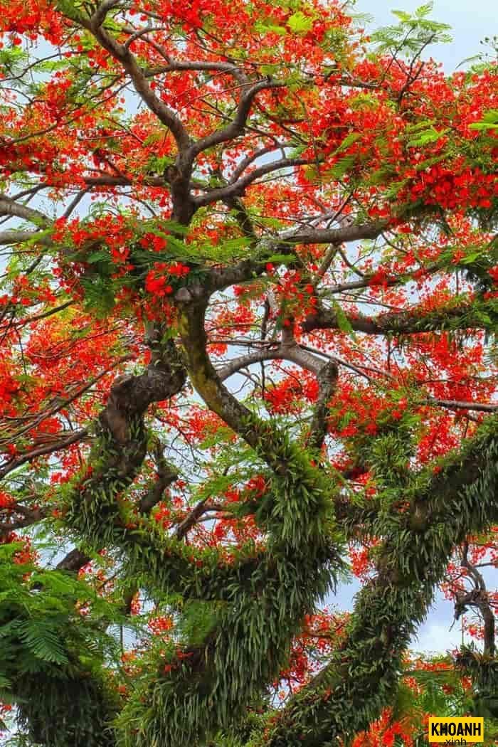 đóa phượng vĩ rực rỡ