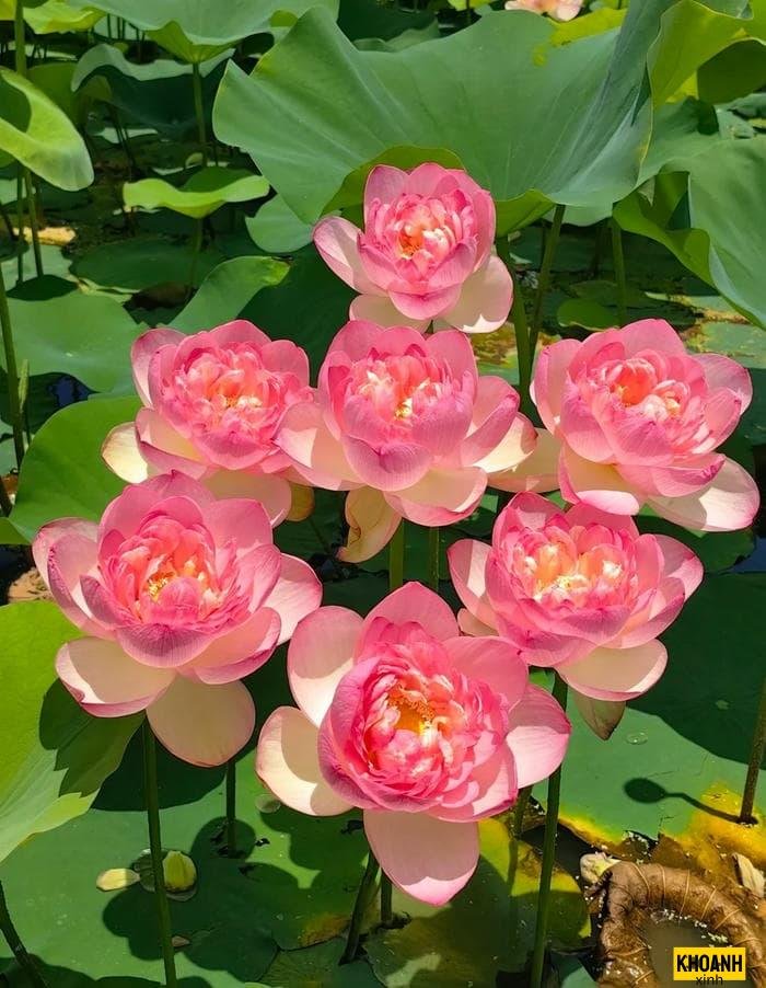 đóa sen hồng đại đóa