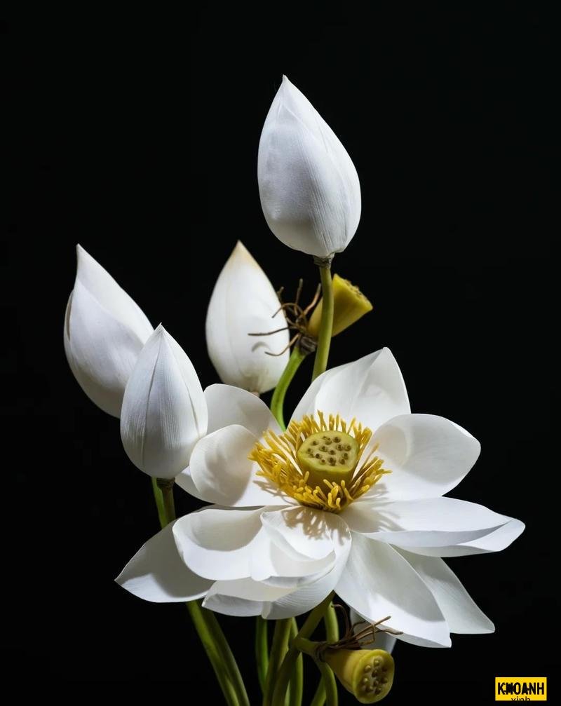 đóa sen trắng thoát tục