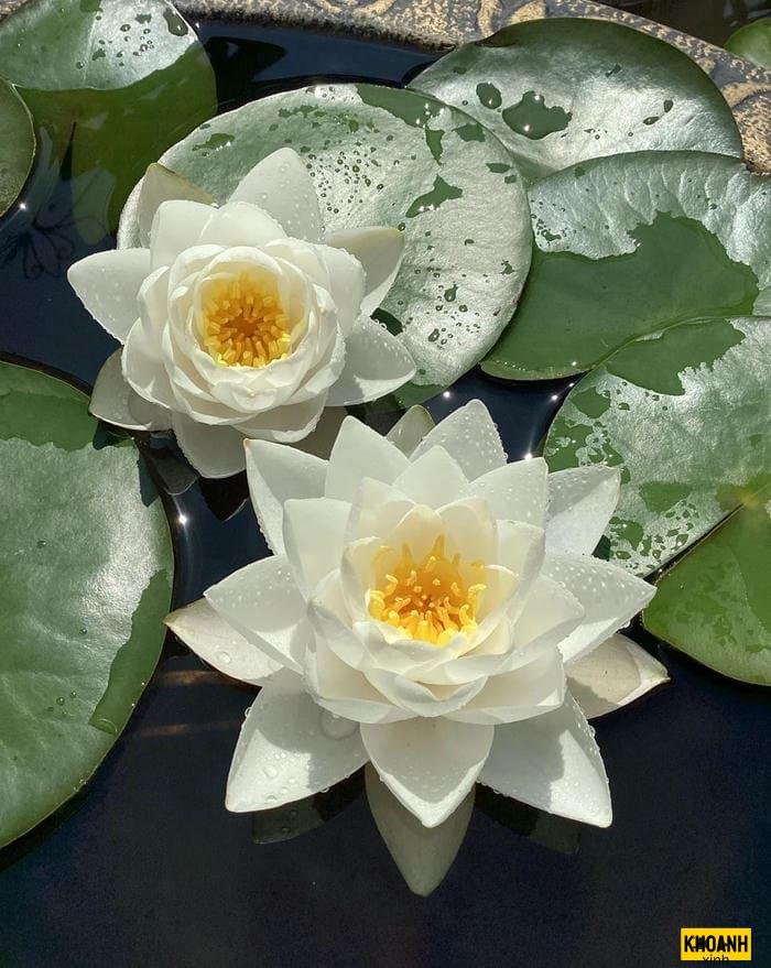 doa sen trang tinh khoi