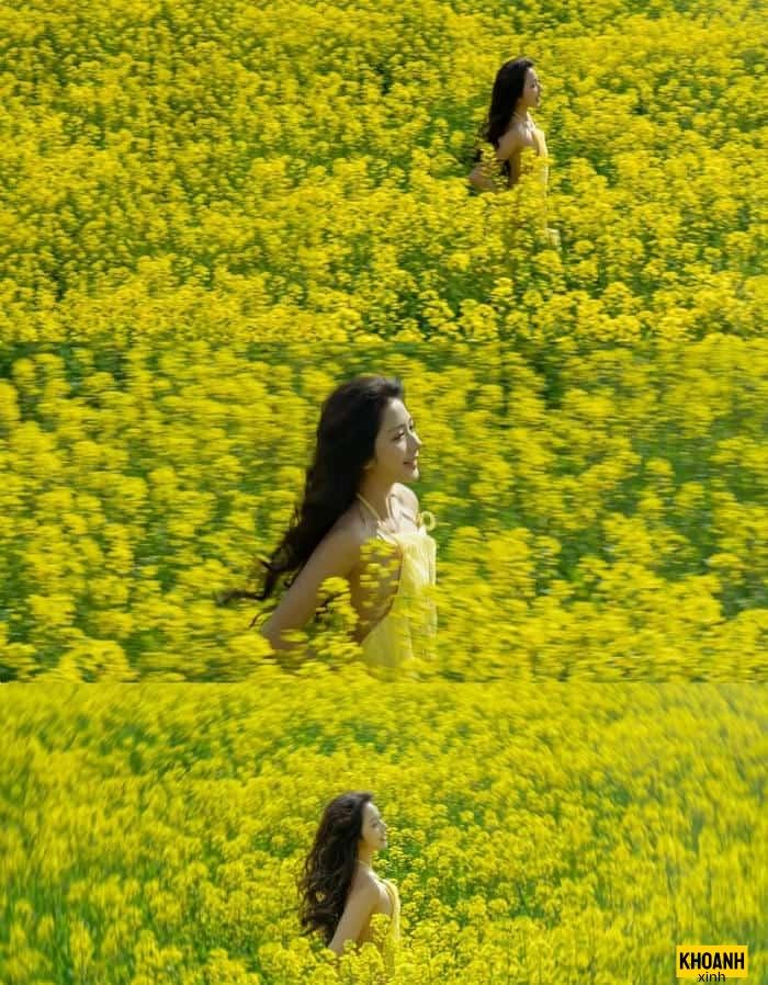 đồi hoa nắng vàng ươm
