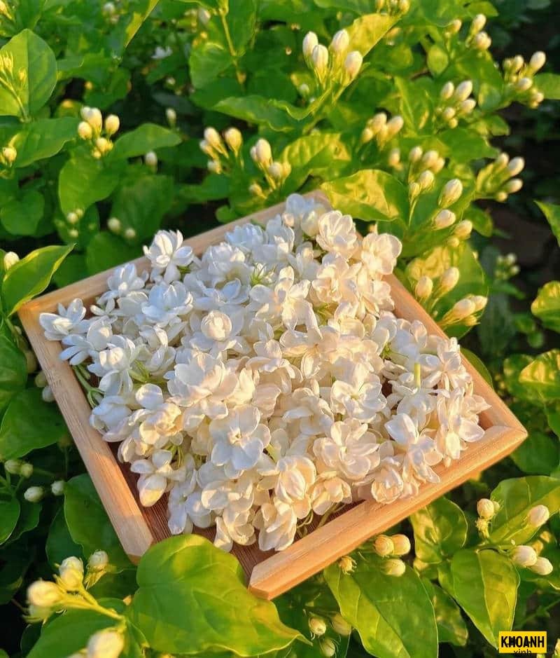 hình ảnh hoa đẹp tự nhiên