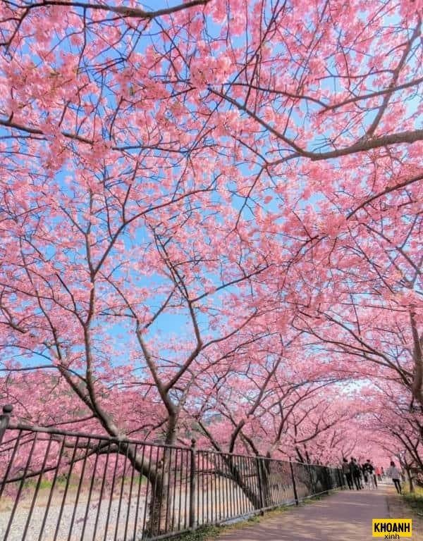 hoa anh dao lung linh